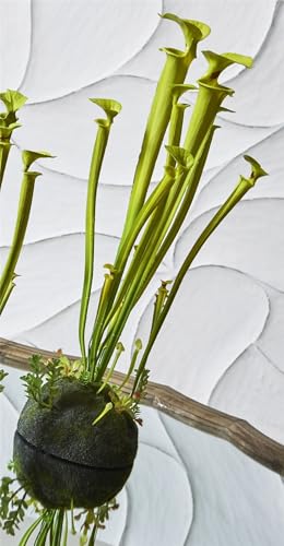 Sarracenia Verde Claro 60 Cms. 16X16X60 Cms