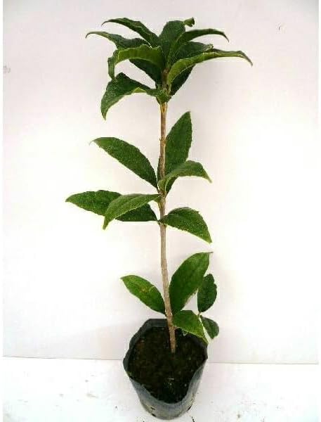 苗/苗木 【30本セット】 キンモクセイ 樹高0.25m前後 10.5cm