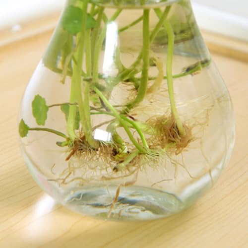 Jarrón de vidrio transparente hidropónico y contenedor de flores para interior 4