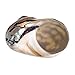 Hermit Crab Shells | Turbo Shells | African Sarmaticus Turbo Shell 2.5