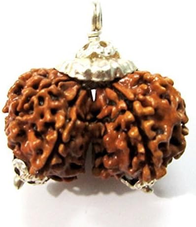 Divya Shakti 100% Original Nepali Gauri Shankar Rudraksha in Silver Cap (Gaurishankar Rudraksh) 16 M.M