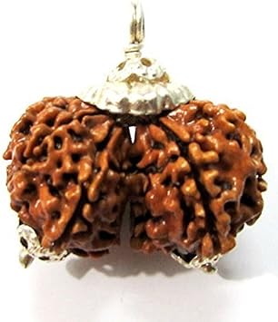 Divya Shakti 100% Original Nepali Gauri Shankar Rudraksha in Silver Cap Gaurishankar Rudraksh 16 M.M