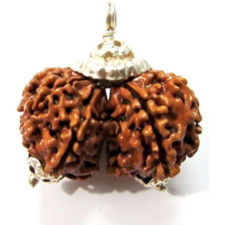 Divya Shakti 100% Original Nepali Gauri Shankar Rudraksha in Silver Cap (Gaurishankar Rudraksh) 16 M.M