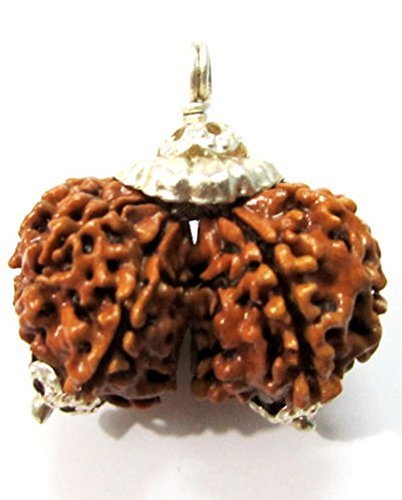 Divya Shakti 100% Original Nepali Gauri Shankar Rudraksha in Silver Cap (Gaurishankar Rudraksh) 16 M.M