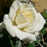 Kletterrose White New Dawn - Mehrjärig, Weiß und Winterhart - Duftend |...