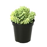 Altman Plants, 3.5" Donkey Tail Succulent Plants Live Succulents Plants Live Indoor Plants Live Hous