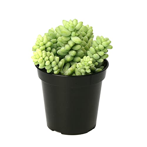 Altman Plants, 3.5" Donkey Tail Succulent Plants Live Succulents Plants Live Indoor Plants Live Houseplants Live Indoor House Plants Indoors Live Plants Indoor, Outdoor Plants Live Succulent Plants #TOP28
