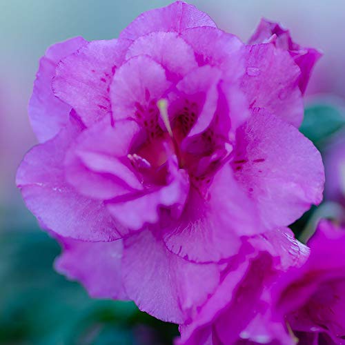 2 Gal. Encore Azalea Autumn Majesty Purple Blooms