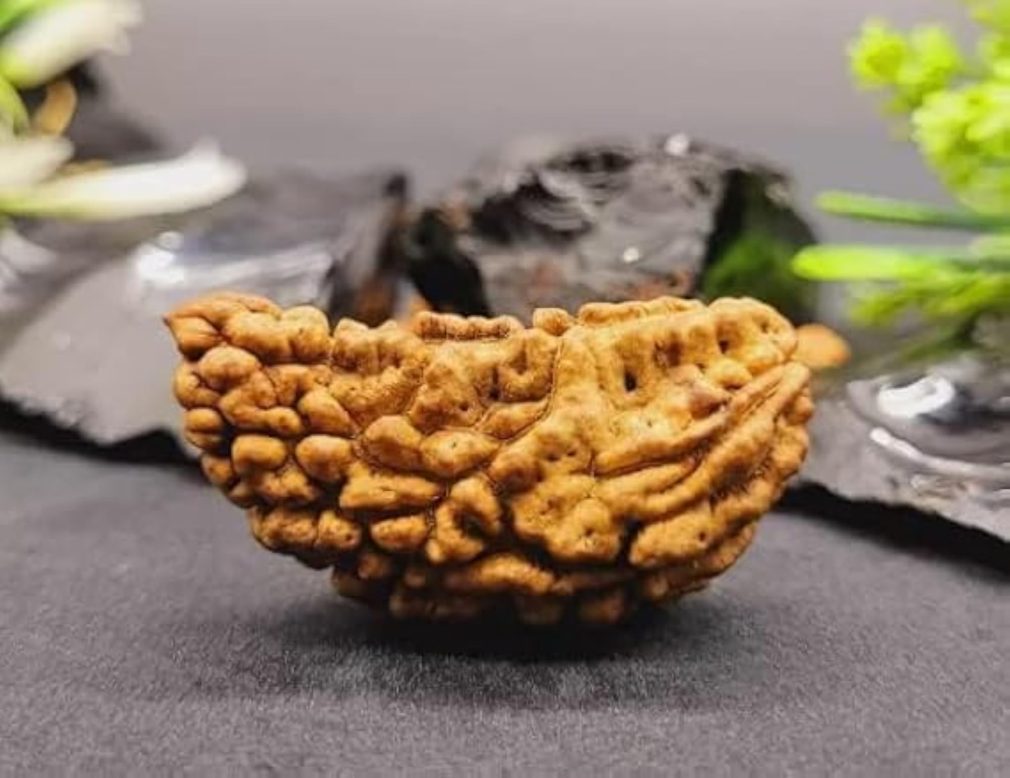 Natural Certified 1 Mukhi Rudraksha Bead