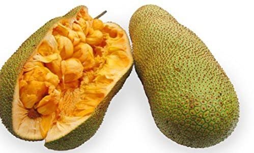 Platone's Live Jackfruit Plant-Tropical Fruit Live Plant - Rare Artocarpus integer Cempedak Red Flesh