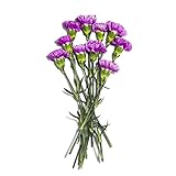 Carnation Sourced for Good 10 stems
