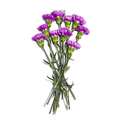 Carnation Sourced for Good 10 stems