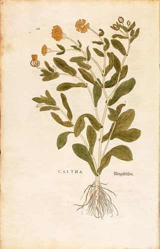 Affiches et Gravures Pot Marigold Leonhard Fuchs Impression Sur Toile Peinture Moderne