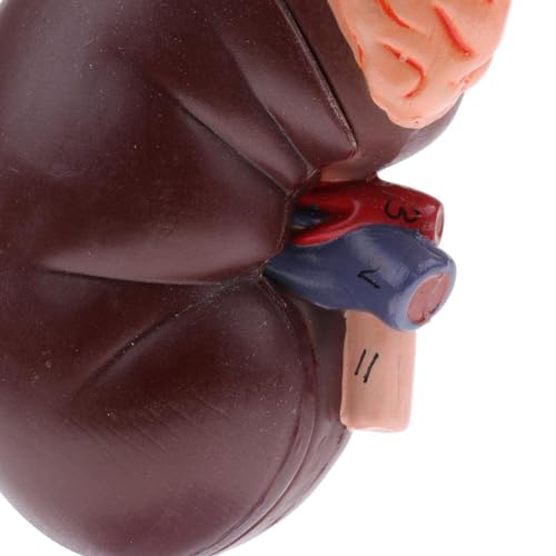 Image of Human Kidney Model, Life Size Anatomical Kidney Model with 24 Markers for Medical Teaching, Doctors Office, Educational Tool, Internal Structure Kidney Anatomy for Students, Health Courses