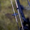 LimbSaver Everlast String Leech