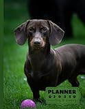 dachshund planner 2025: monthly and weekly 2025 | dachshund a4 2025 diary | from jan to dec | planning giftable perfect gift for birthday, all ... extra notes pages | animals dog breeds pets
