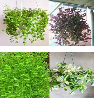 Nandhanam 4 hanging plants combo - Tangled heart/Wanderin jew purple/Turtle vine/Wanderin jew white- 15 healthy live strings each (B0BSCZPKXY) Amazon Price History, Amazon Price Tracker