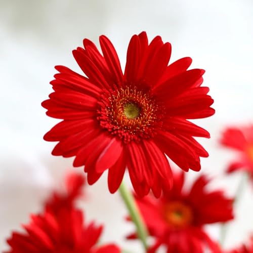 Semillas de gerbera perenne Plantas de jardín de rocas resistentes comprar gerbera Plantas para lugares soleados Plantas en macetas resistentes al aire libre Semillas de flores de 200pcs