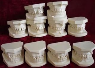 S&D Dental Teaching Demonstration Model Dentition Developing Model Ortho Classification Ortho Classification Monochrome Single Color 10pcs/Set