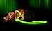 Illumiseen LED Dog Collar USB Rechargeable - Bright & High Visibility Lighted Glow Collar for Pet Night Walking - Weatherproof, in 6 Colors & 6 Sizes (Green Medium)