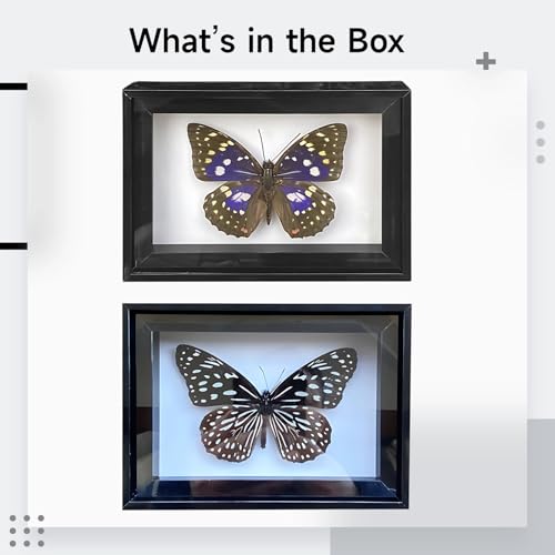 Papillon queue d'hirondelle violette idée cadeau naturaliste