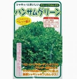 Amazon レタス 種 フリルレタス ハンサムグリーン ｌコート１００粒 野菜