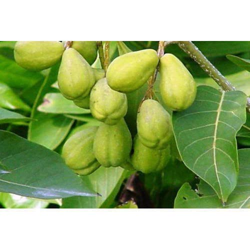 Namhya – Haritaki Powder – 100g x 3 (150+ Servings) – Colon Cleanse, Immunity, Digestion Support – [Haritaki Fruit] – 100% Natural, No Preservatives – Balances Vata, Kapha – Ayurvedic Detox - Image 5 thumbnail