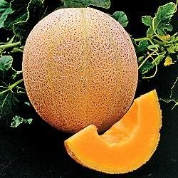 Miniatura 1 de Cantaloupe Hales Best Jumbo Melon Heirloom Vegetable de Seed Kingdom 3,000 Seeds