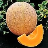 Cantaloupe Hales Best Jumbo Melon Heirloom Vegetable by Seed Kingdom (60 Seeds)