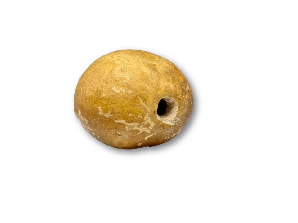 Guaje Cirial Morro, Totuma) de Herbs of Mexico (2