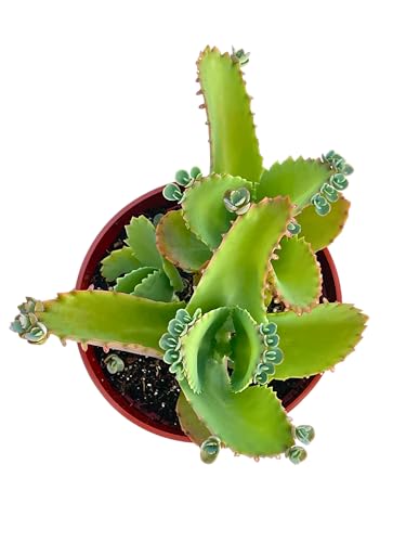 Live Succulent 4" Mother of Thousands, Succulents Plants Live Fully Rooted House Plant for Home Office Decoration, DIY Projects by The Succulent Cult Live Succulent 4" Mother of Thousands, Succulents Plants Live Fully Rooted House Plant for Home Office Decoration, DIY Projects by The Succulent Cult