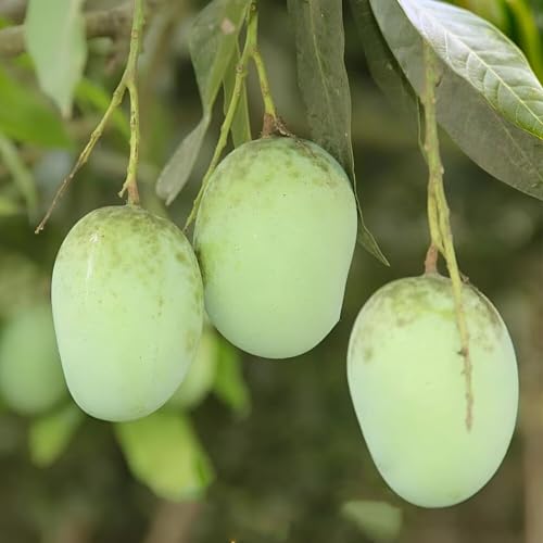 Image of Original Grafted Langra Mango Fruit Live Plant For Home Garden tree Pack of 1Healthy Plant & Fresh Most Expensive Variety.