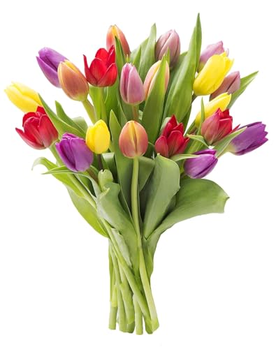 Image of KaBloom-20 Assorted Tulip Bouquet,Flowers for Valentine, Mother's Day