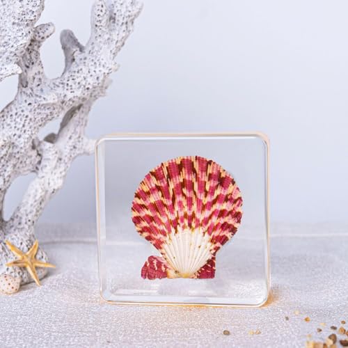 Image of Taxidermy Octopus Turtle Starfish Shells, Oceans Animals Specimen in Resin for Closer-Look & Study, Science Classroom Specimens, for Home Office Decor Ornament, Unique Amazing Gift (3.0x3.0x0.8-inch)