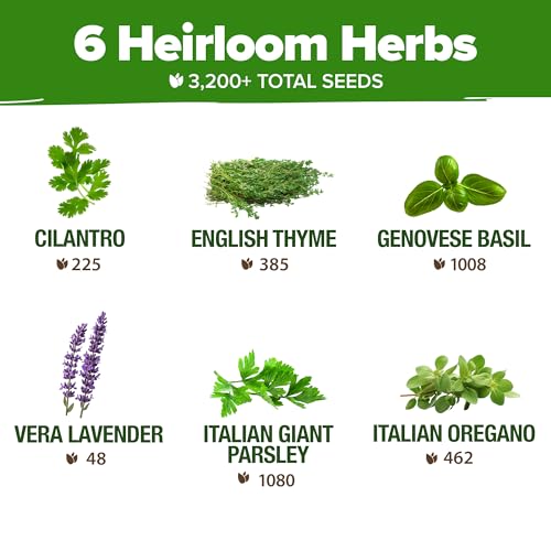 HOME GROWN 6 Herb Seeds for Planting 2,650+ Non-GMO Heirloom Seeds | Extra Large Variety Pack Herb Kit – Indoor Outdoor & Hydroponic | Culinary Seed Set | Grow Your Own Herbs | Gift for Beginners