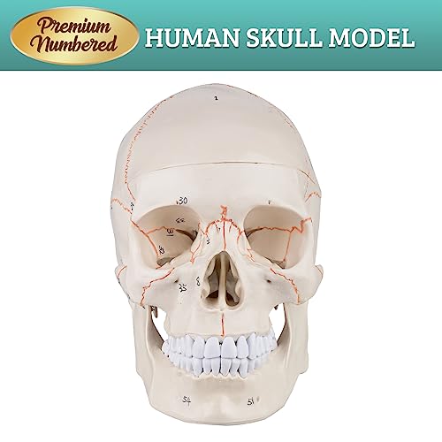 Skillssist Numbered Human Skull Model - Life Size Medical Quality Anatomical Model with 3 Parts and Painted Sutures - Ideal for Medical Students and Science Education by Skillssist - Image 5