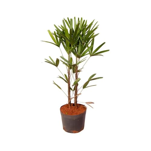 Genérico, Muda de Rafia 50 a 80cm AMK - Plantas Online