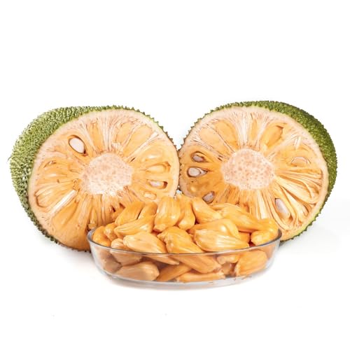 15 piezas semillas de yaca espaldera fruta plantas de balcón resistente árboles frutales bonsai maceta plantas exóticas Frutas exóticas plantas en macetas resistentes al exterior.