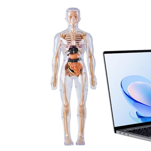 Muñeca de anatomía, órganos luminiscentes, biología, modelo de anatomía para niños, para niñas a partir de 8 años, estudios de laboratorio, Halloween, biología, fisiología, estudiante