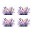 4 X Lavender Bush