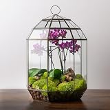 SuperMoss (90406) Glass Terrarium – Modern Glass Planter for Indoor Plants, Succulents, Air Plants & DIY Terrarium Kits, 10.6” x 14.5”, Solarium