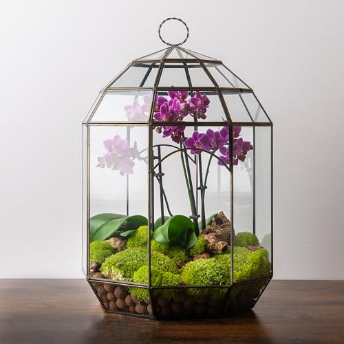 SuperMoss (90406) Glass Terrarium – Modern Glass Planter for Indoor