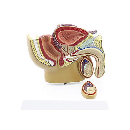 TDOUBEAUTY Professional Human Reproductive System of Male Penis and Genital System Model with Prostate â€“1 Part 1/2 Life-Size Anatomical Model