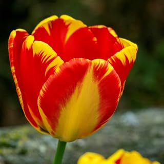 Tulips "Banja Luka" Tulips Bulbs X 20 - Spring Flowering Bulbs for Gardens Perennials Ready to Plant - Bulbs Size 10/11- Fresh, Fragrant Bulbs. for Planting Now