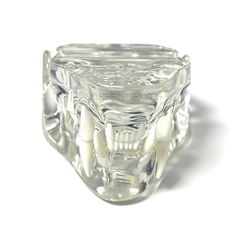 Image of Feline Jaw Dental Cat Oral Clear Typodont Teeth Model Pet Clinic Anatomical Tooth Jaw for Veterinary Office Education Decoration Demonstrate (Cat Teeth Model)