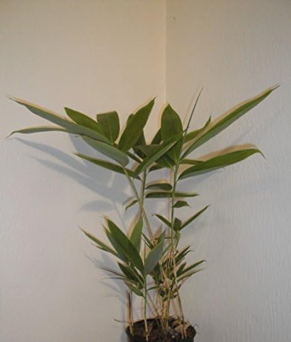 Sasa Palmata ‘Nebulosa’ Live Bamboo Plant #1 Size, Very Large Tropical Leaves.