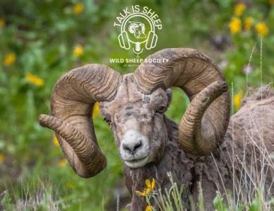 Talk Is Sheep Podcast By Kyle Stelter and Greg Rensmaag cover art