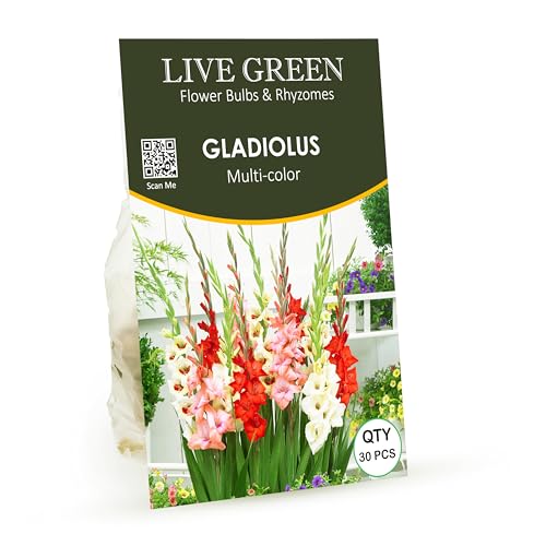 LIVE GREEN Gladiolus Double Mix Flower Imported (Pack of 30 Bulbs) (PL-0SEED23)