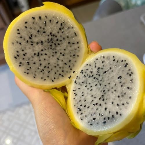 30 piezas Semillas de del dragón para columnar resistente semillas de pequeño para mujeres resistentes al invierno contenedores