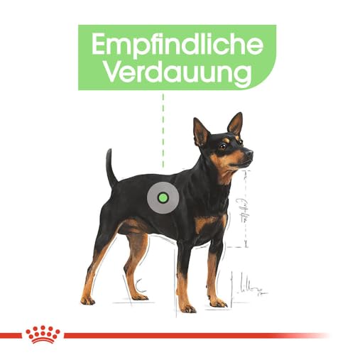 ROYAL CANIN Digestive Care Mousse für Hunde, Hundefeuchtnahrung – 12 x 85g